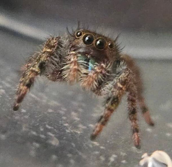 i4/i5 Audax/Bold jumping spider juveniles