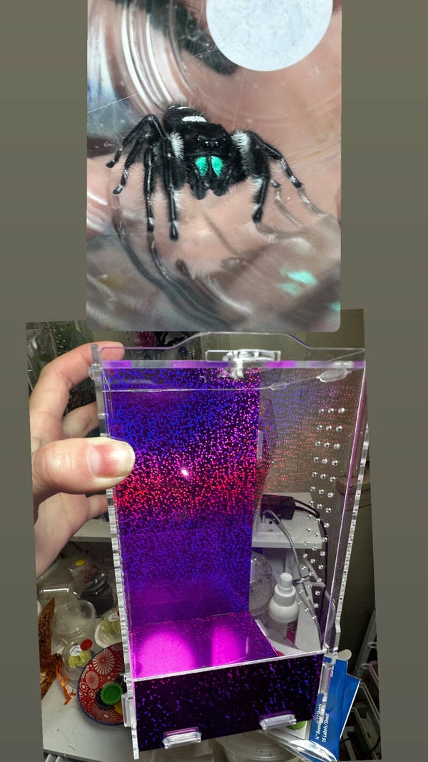 Bundle: comes with large enclosure, subadult/adult jumping spider, mealworms, mister and paintbrush