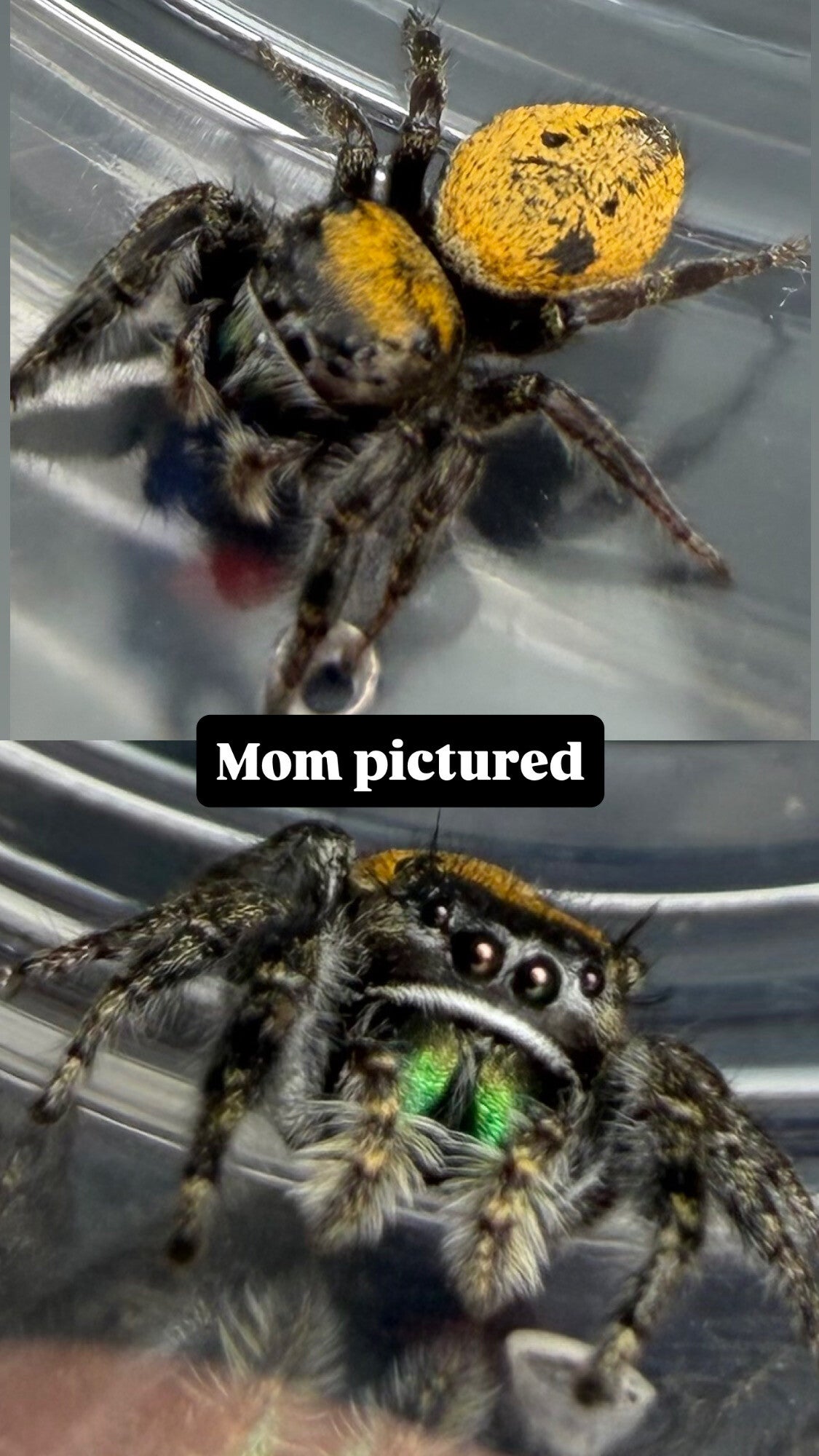 Phiddipus Morpheus juveniles (Dream jumping spiders)