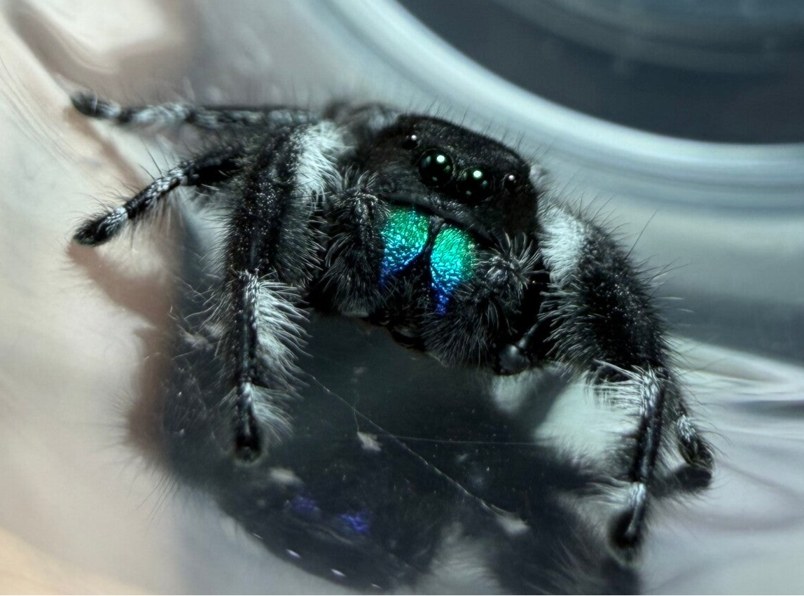 15F: subadult male