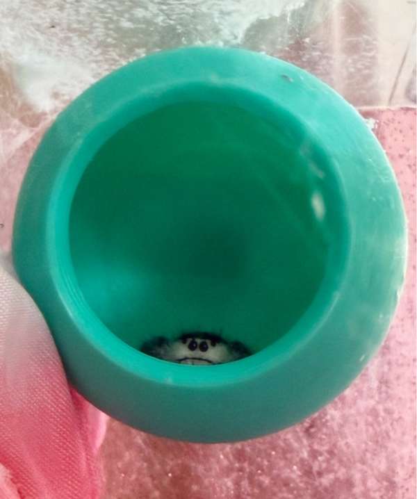 Sphere Jumping spider hide