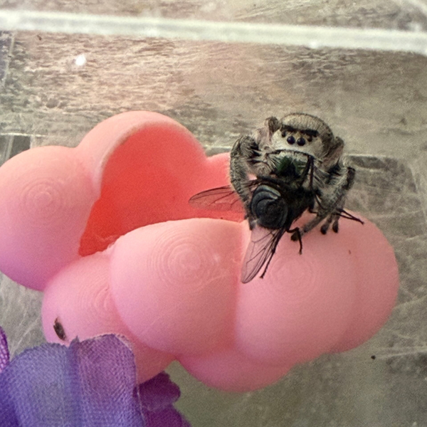 Cloud jumping spider hide magnetic