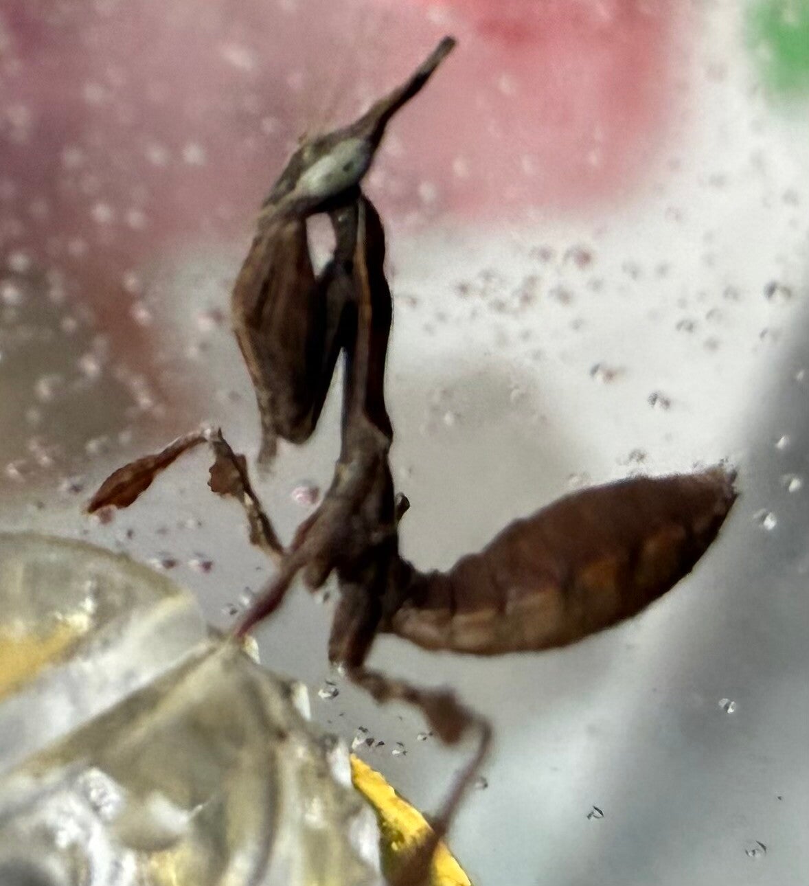 Ghost mantis L3