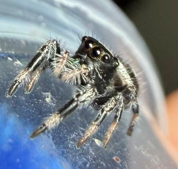 Frankenstein: J-3: i5/i6 Oreo possible male