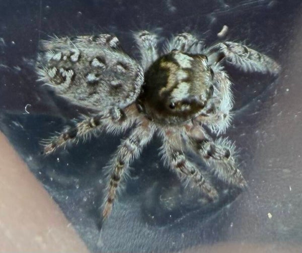 Suspected male mystaceus juveniles