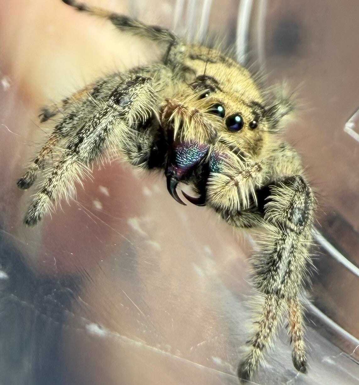 GR8: GRAVID yellowish/light female