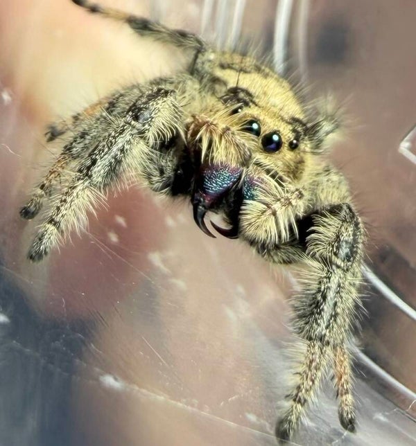 GR8: GRAVID yellowish/light female