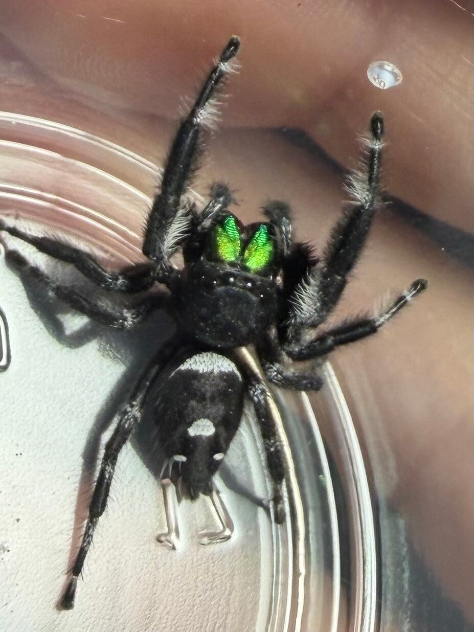 20R: Large mature male