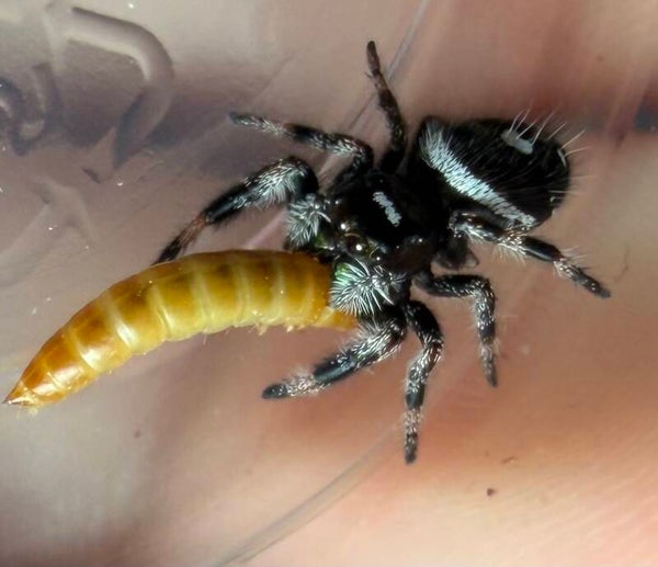 Peanut beetle larvae