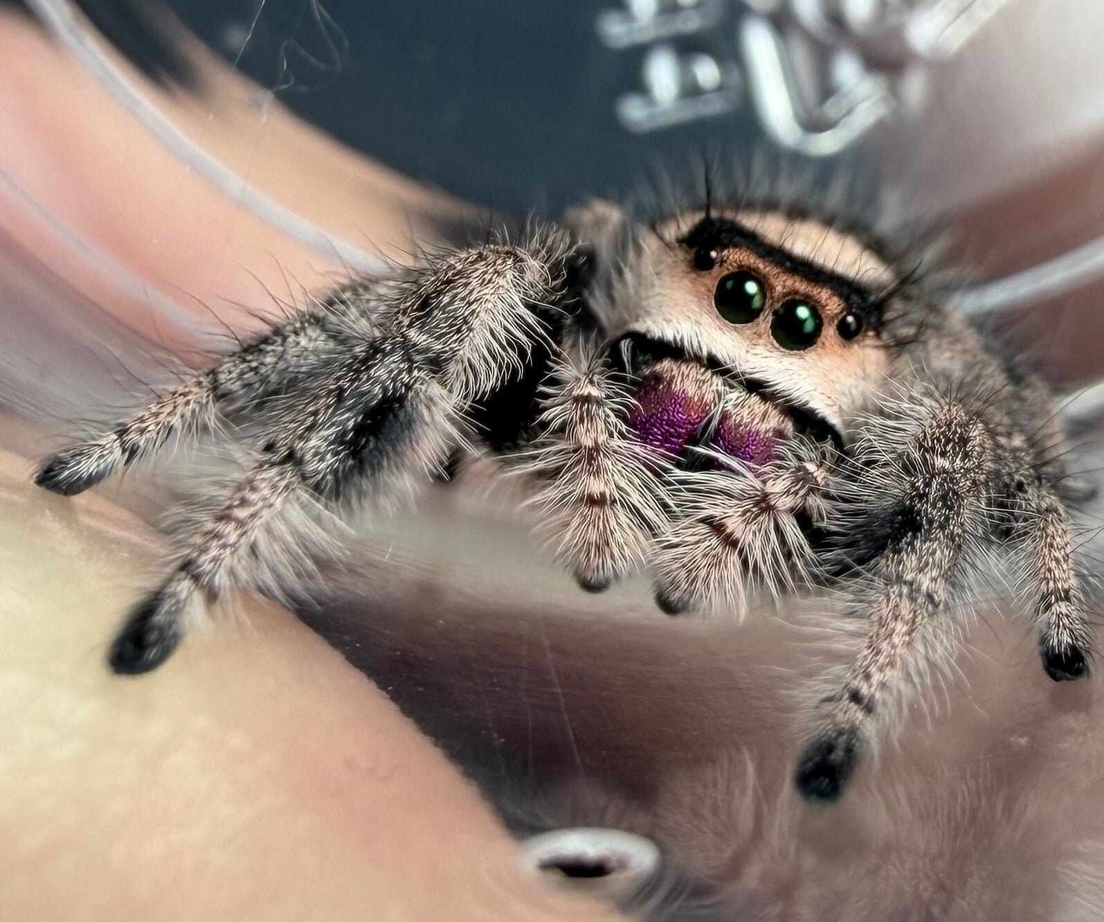 21A: potentially GRAVID Peachy/pink female