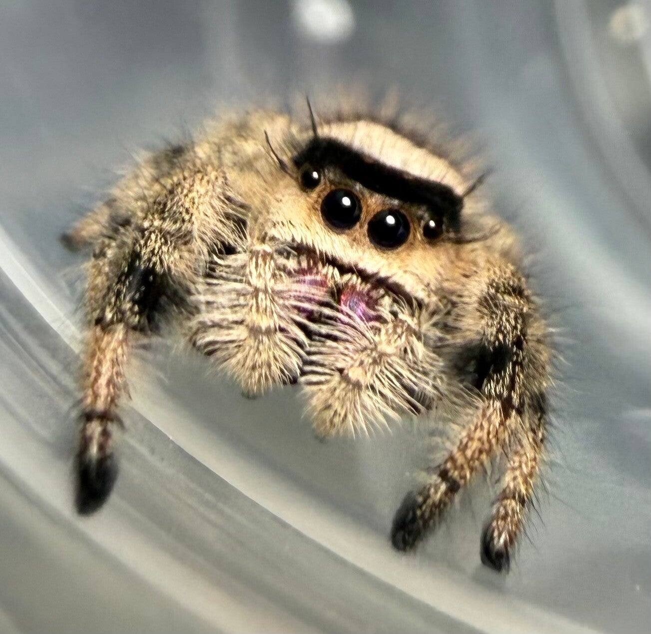 21E: subadult apalachicola female