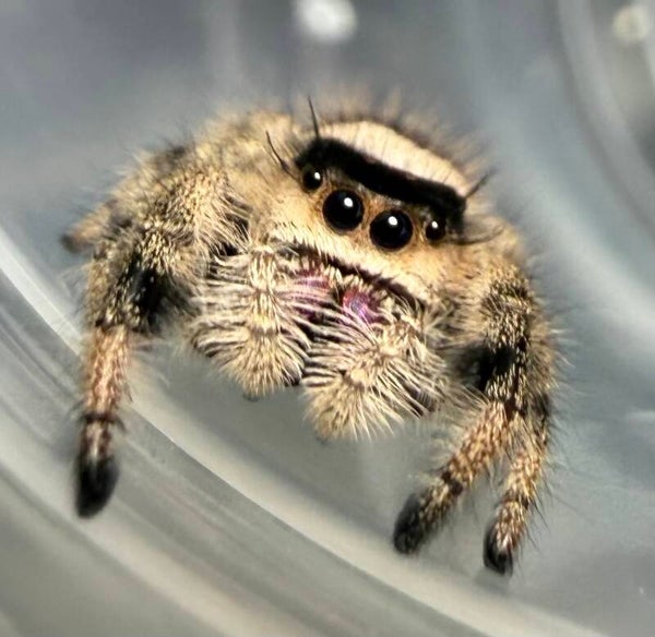 21E: subadult apalachicola female