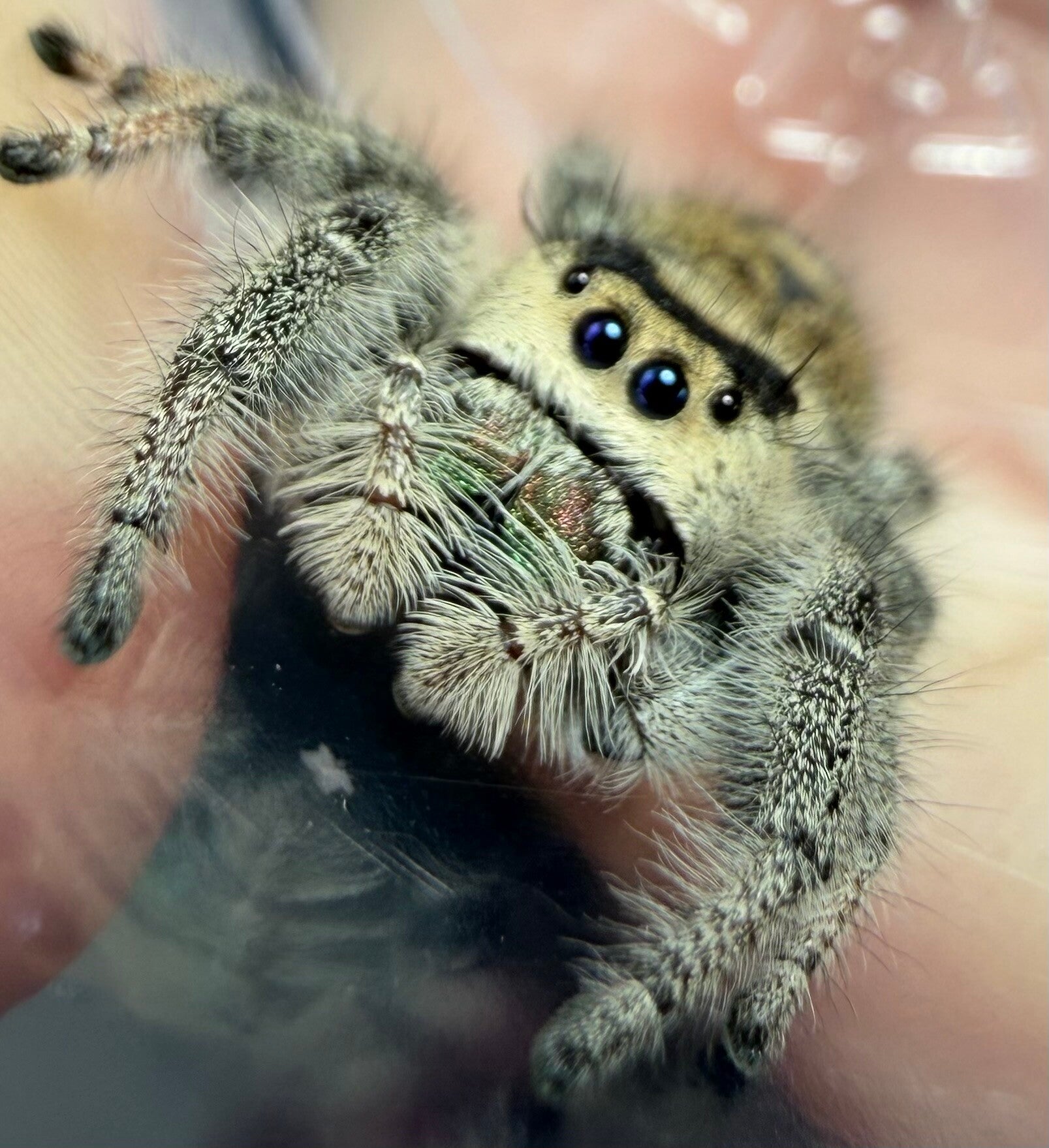 GR10: Light Large GRAVID female
