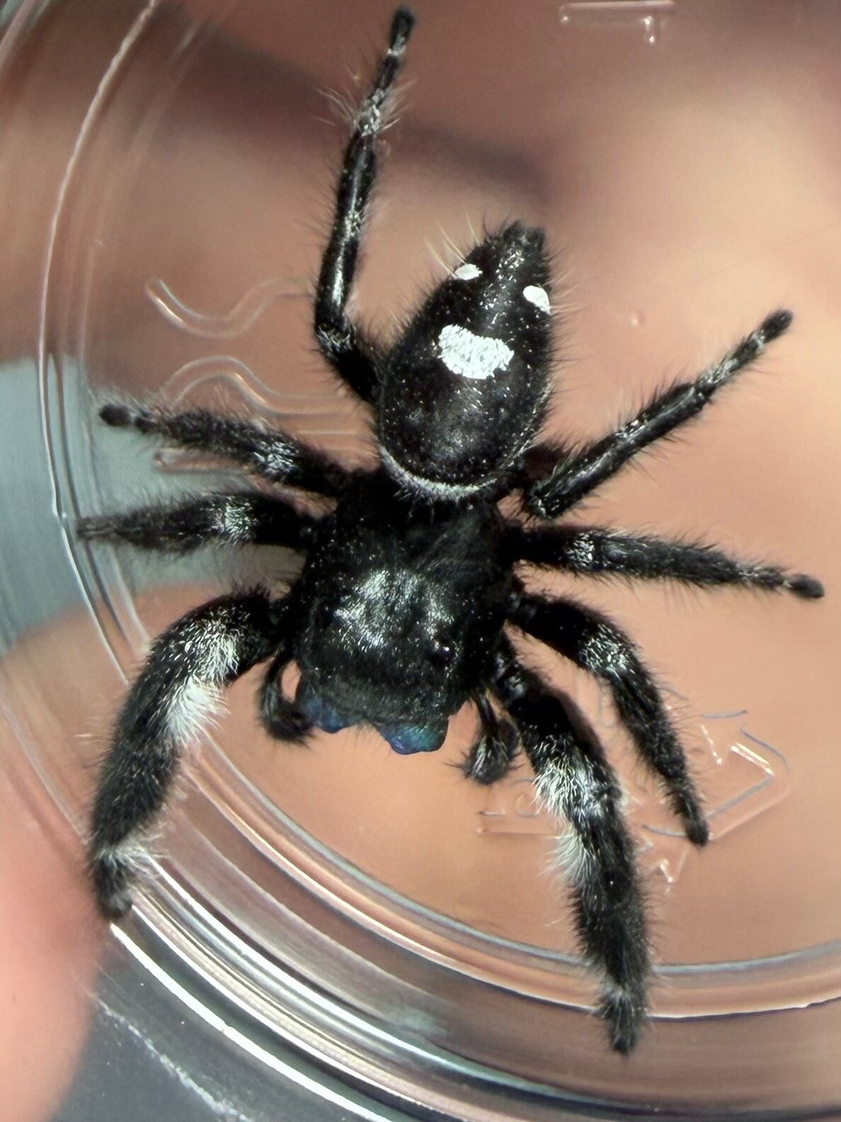 21H: very large mature male