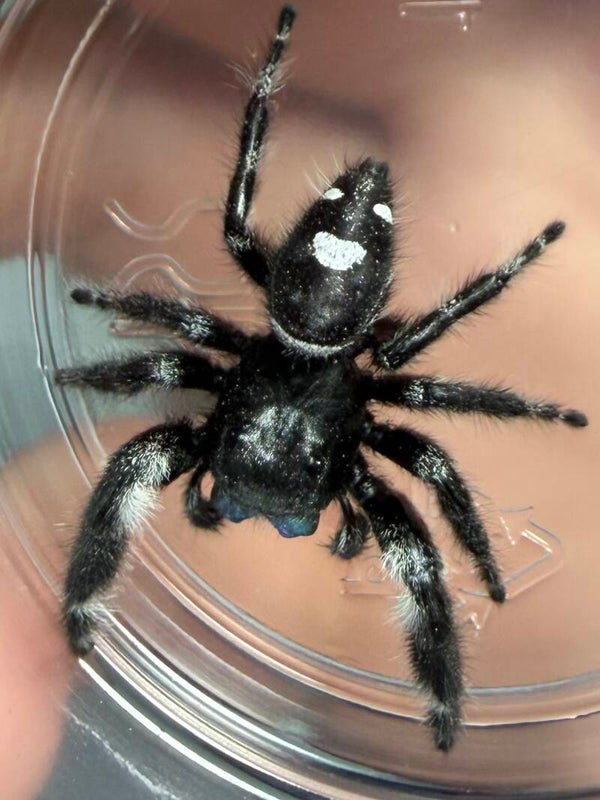 21H: very large mature male