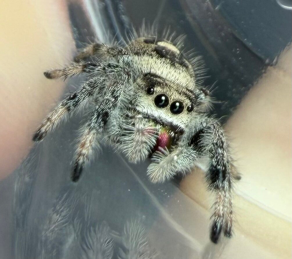 21M: i7/i8 Oreo line female