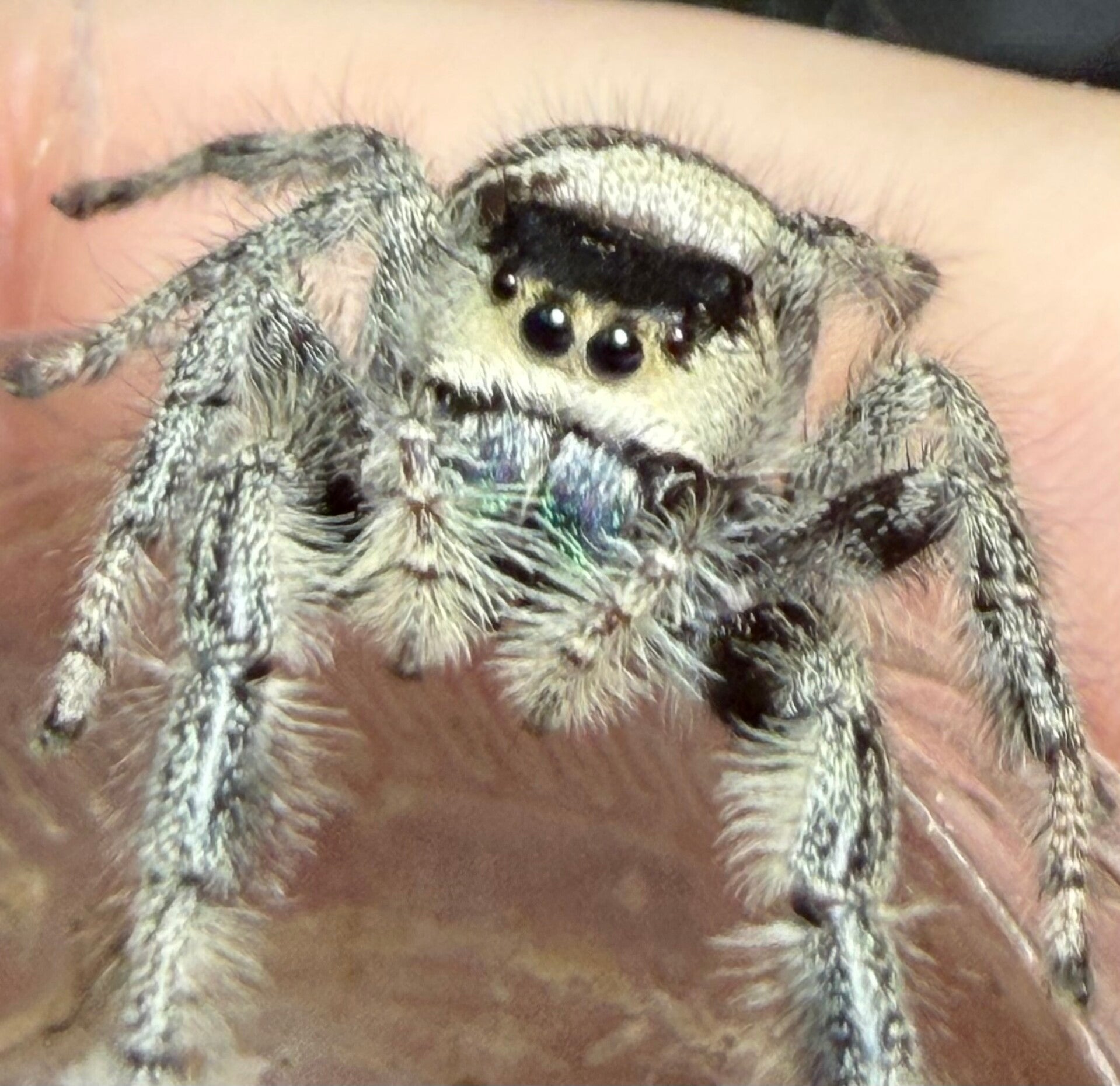 GR11: GRAVID female with SLINGS