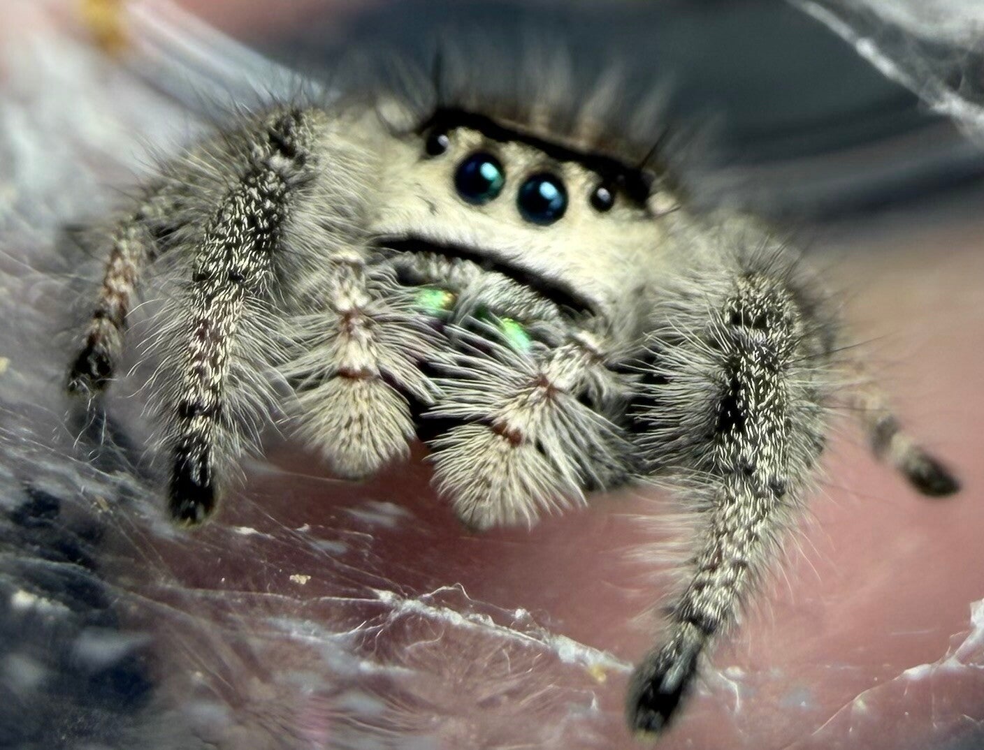 GR13: GRAVID female with EGGSAC