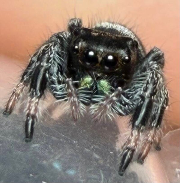 Elliott: J-7 i5 possible male juvenile from light line mama