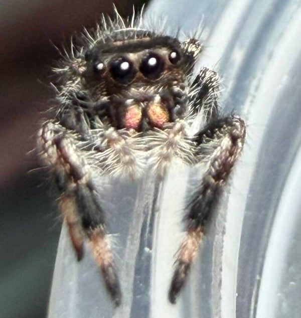 Lilly: J-8 i5 Oreo line female juvenile