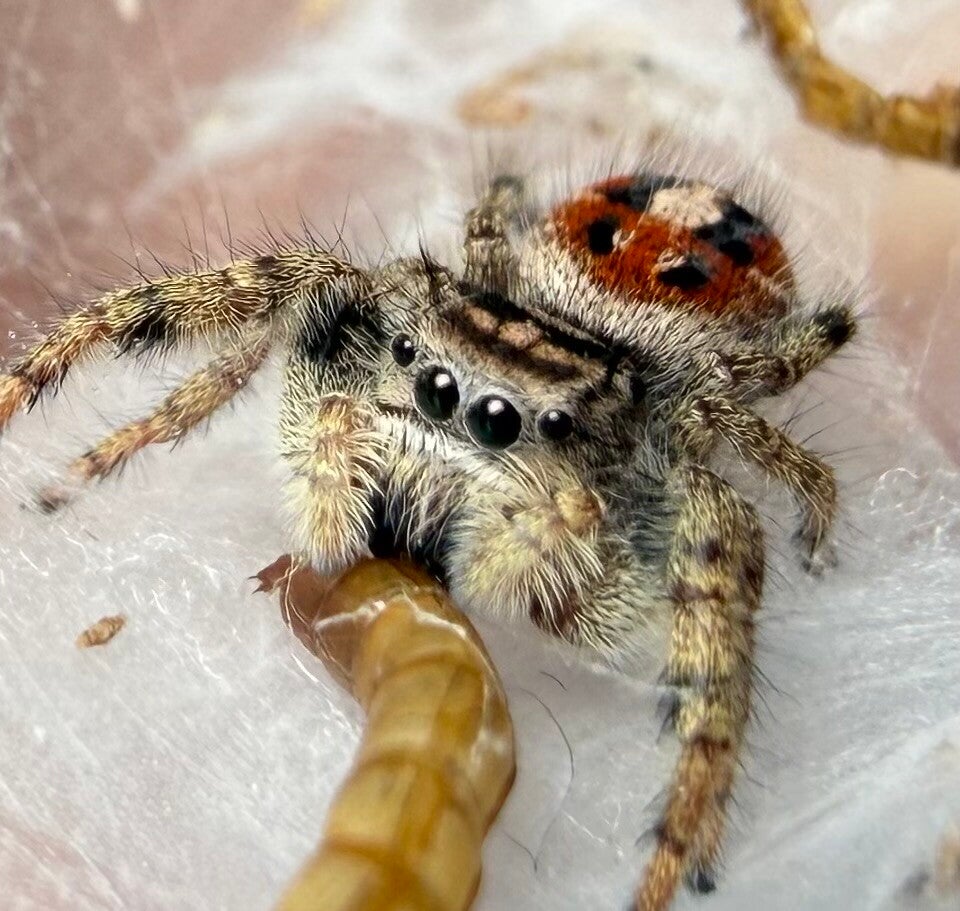 Californicus juveniles unsexed (category)