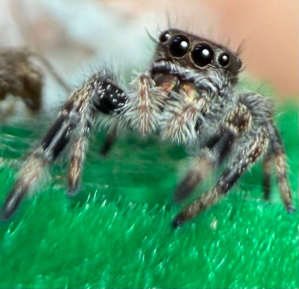 Summer: J-9: i6 female Oreo line juvenile