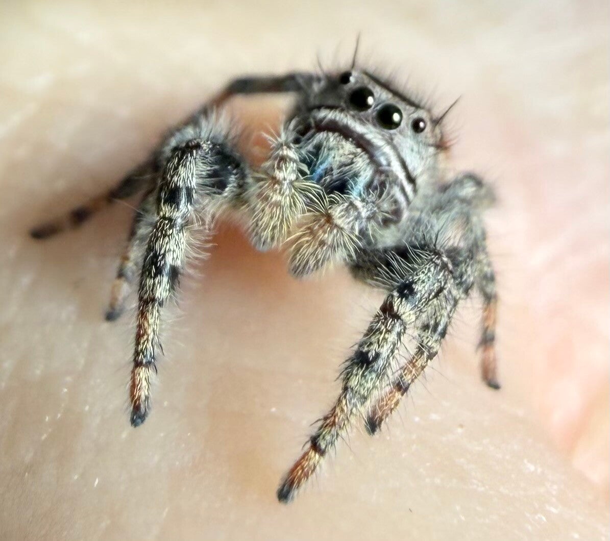 Adumbratus (category)