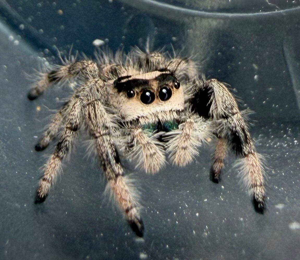 21C: i8 oreo line female