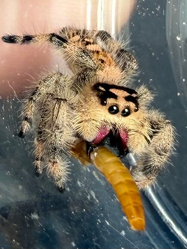 20C: subadult peachy orange  female