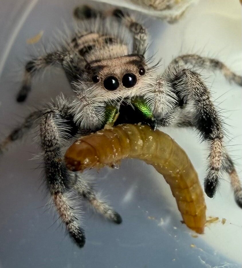 21J: i8 peachy female