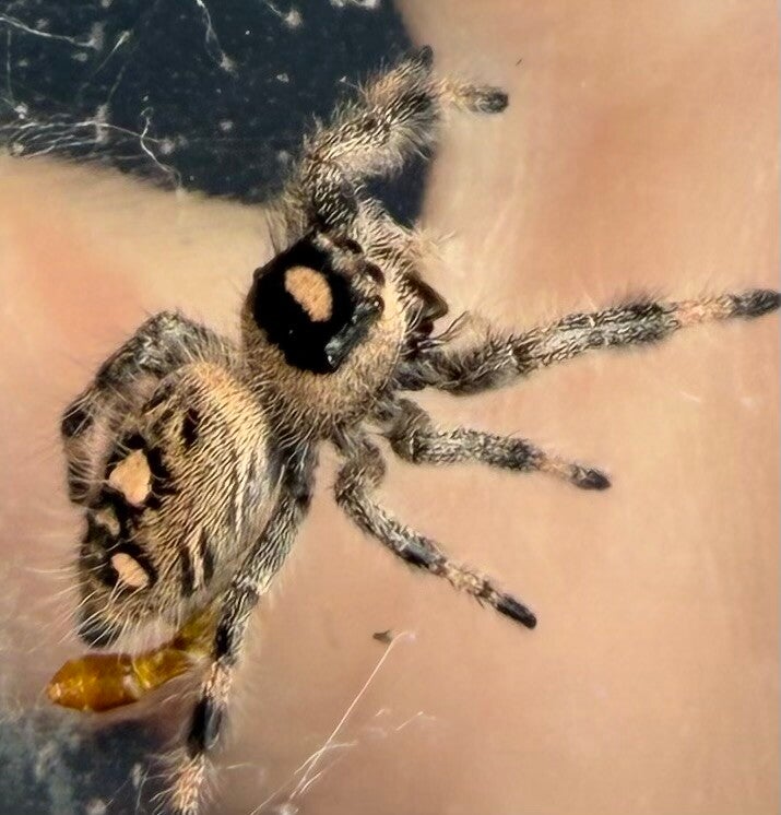 22C: subadult peachy female