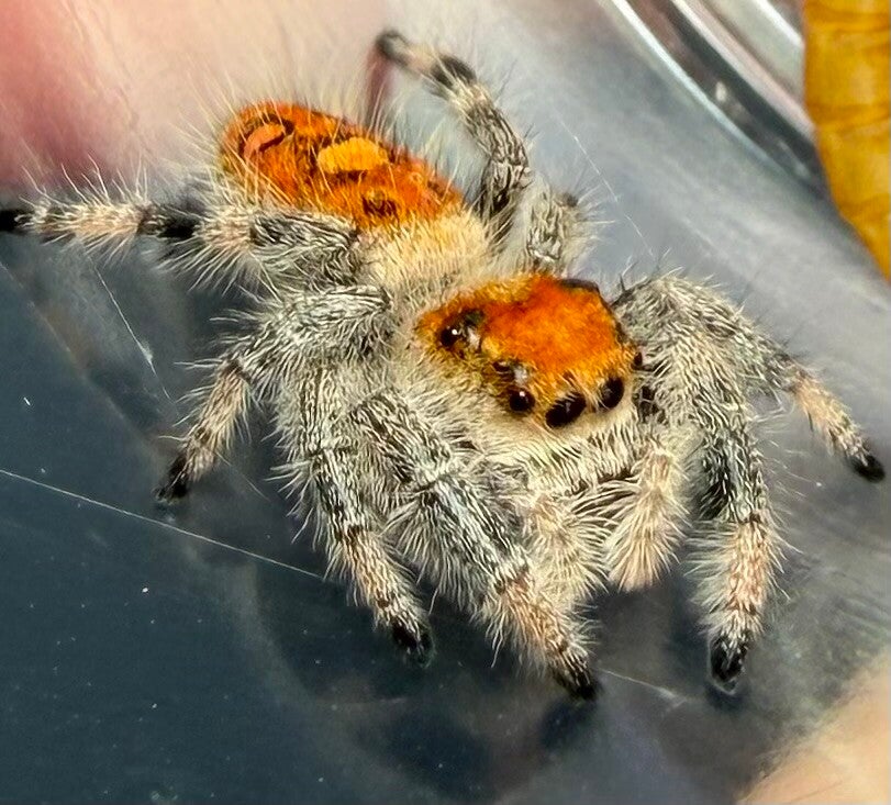 22D: i8 orange female