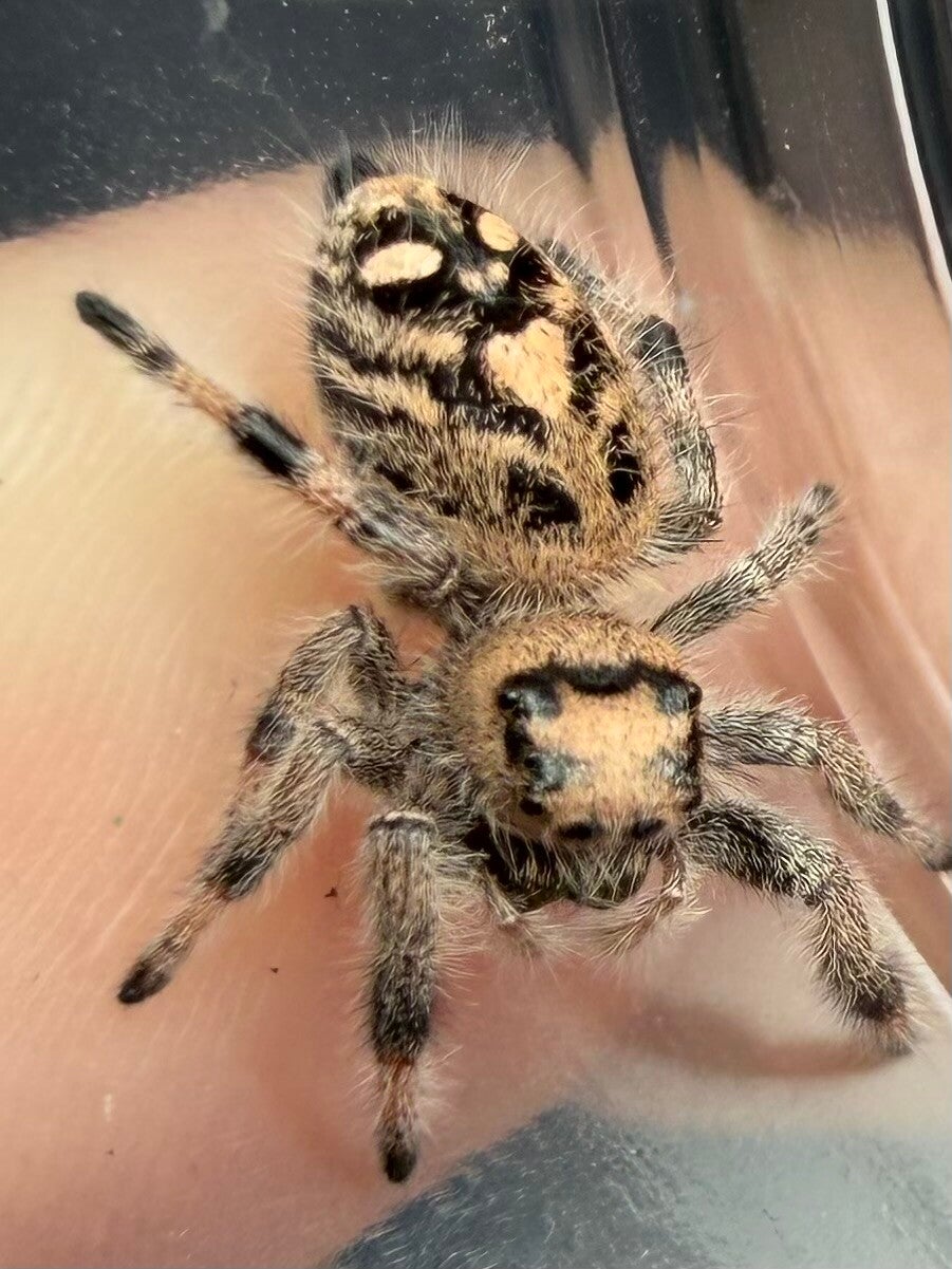 22F: i7/i8 peachy female