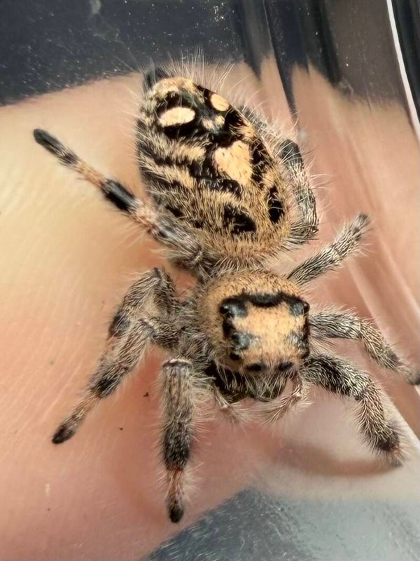 22F: i7/i8 peachy female