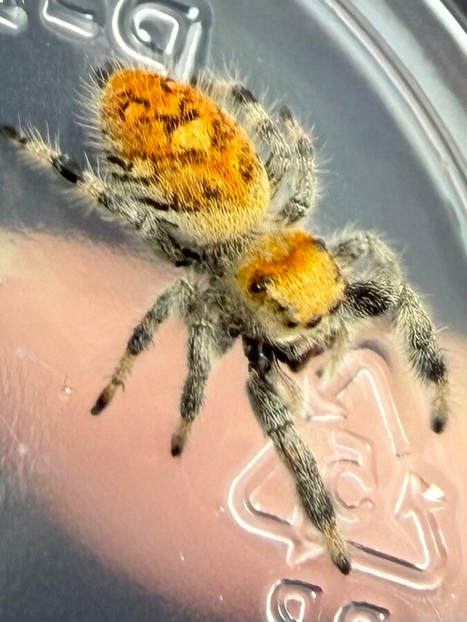 22H: subadult orange female