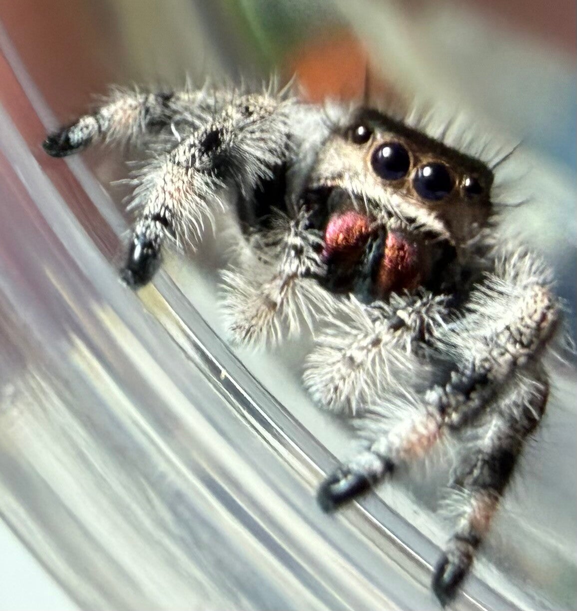 Y-13: i7 Oreo female