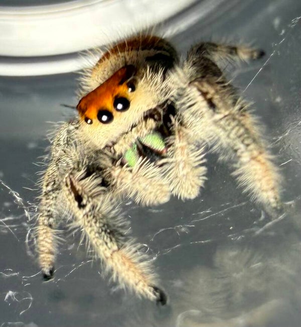 22K: subadult orange female