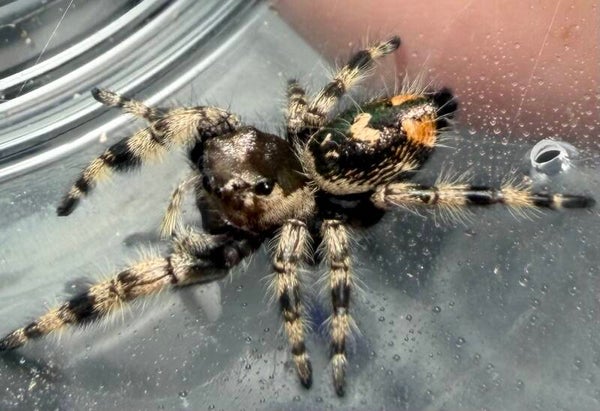 22U: Otiosus variant female