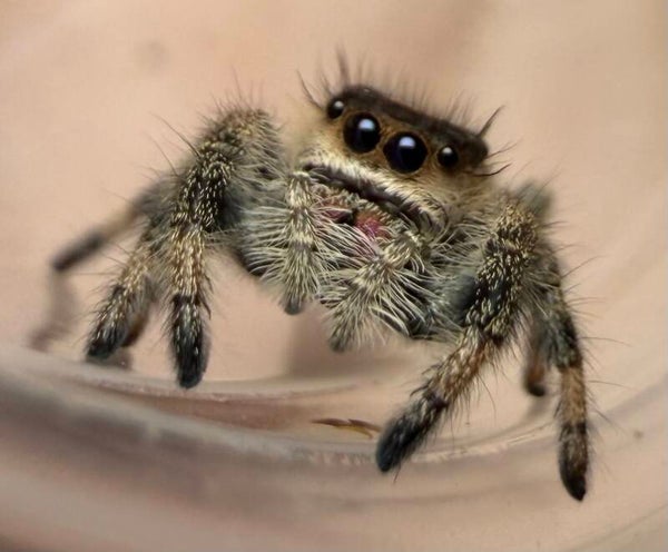 23B: i7/i8 female from white apal mama