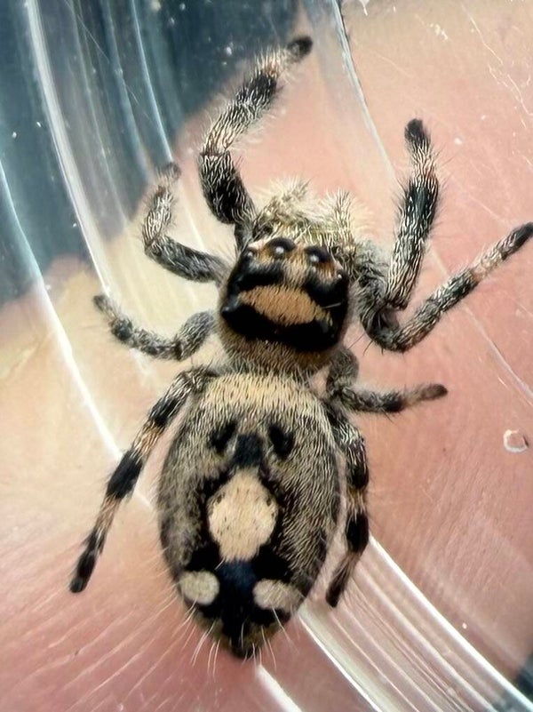 23E: i6 female from white apal mama