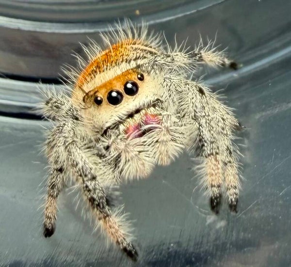 23F: subadult orange female