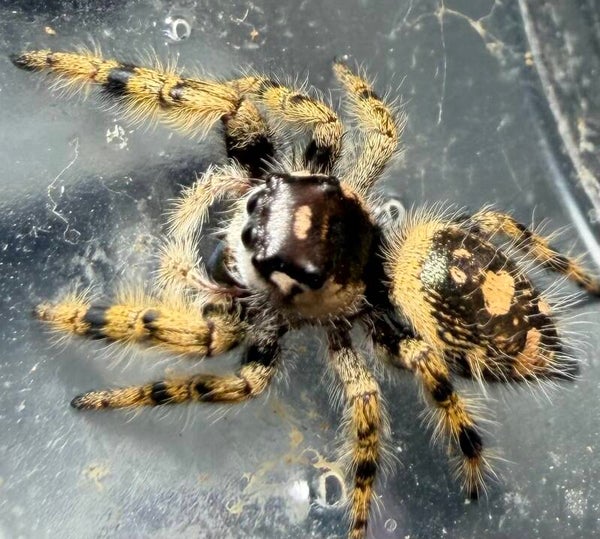 23H: mature fl Otiosus female