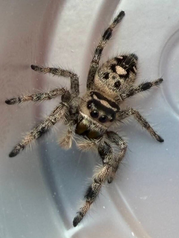 23J: i7 light female