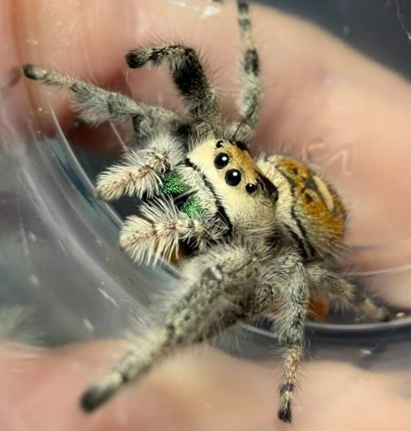 23L: GRAVID orange female