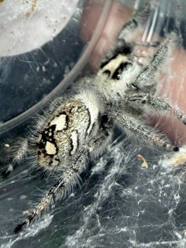 23M: confirmed fertile eggsac from white mama