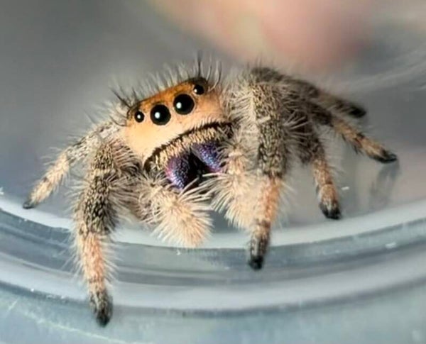 23S: subadult orange female