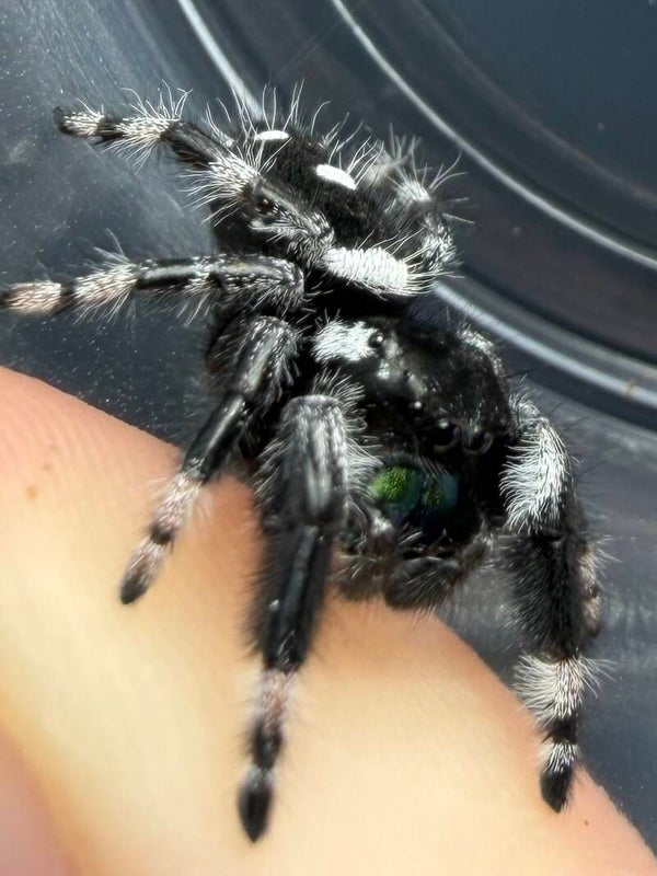 23T: subadult white banded male