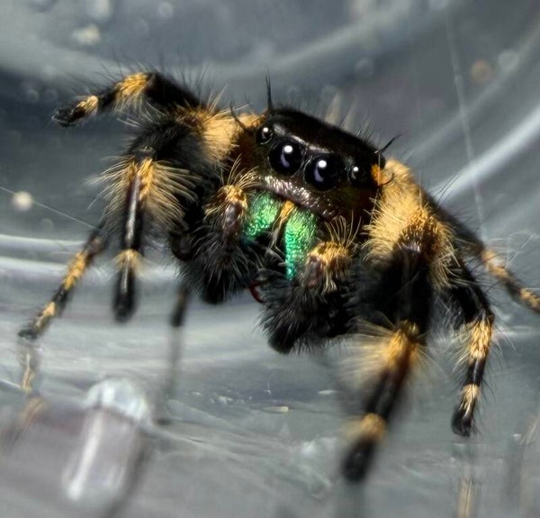 23V: subadult/adult Otiosus male