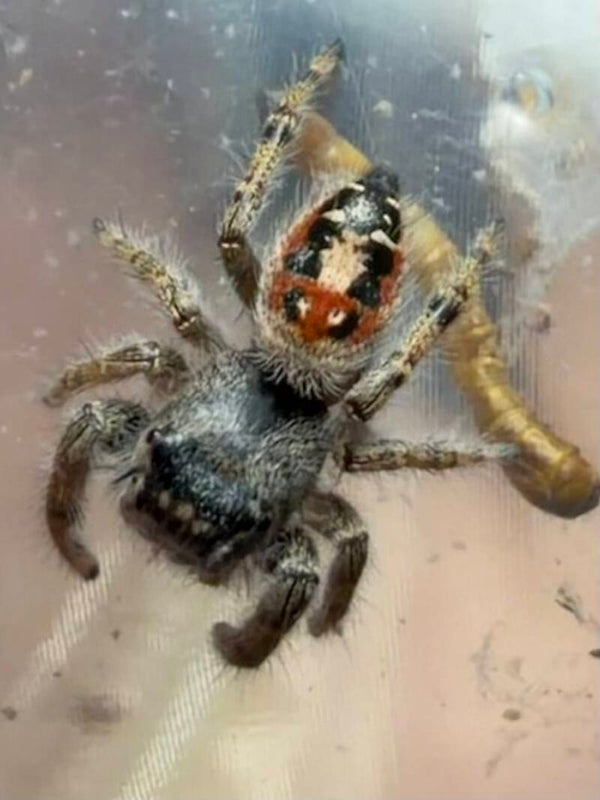 23W: californicus probable female