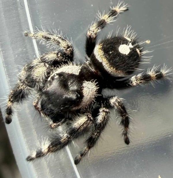 23X: just matured big bend audax female
